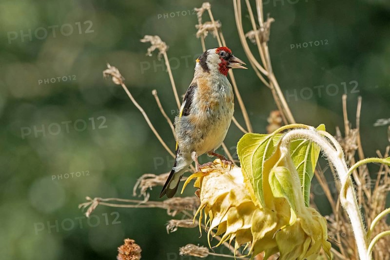 European goldfinch (Carduelis carduelis), also known as goldfinch, sitting on a faded sunflower, Wilhelmsburg, Hamburg, Germany, Europe