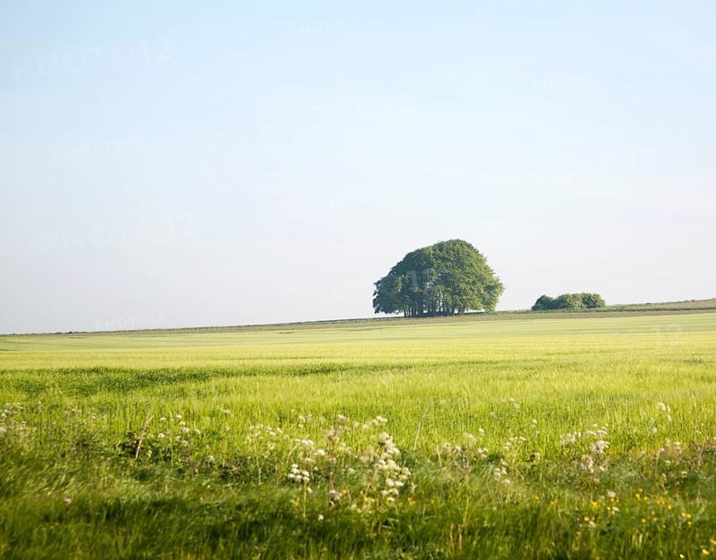 Summer landscape of chalk countryside with green crops and trees with blue sky of early morning, Avebury Down, Wiltshire, England, United Kingdom, Europe