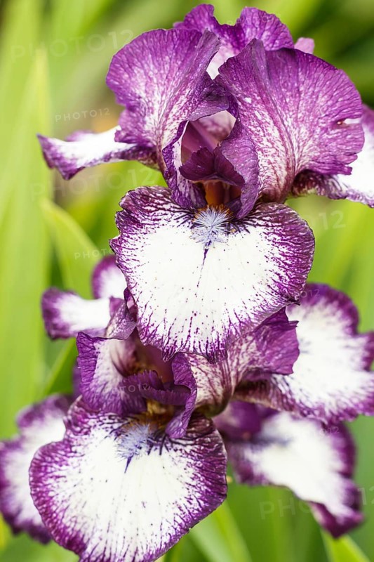 Beautiful multicolored iris flower bloom in the garden. Close up, fragility and summer concept
