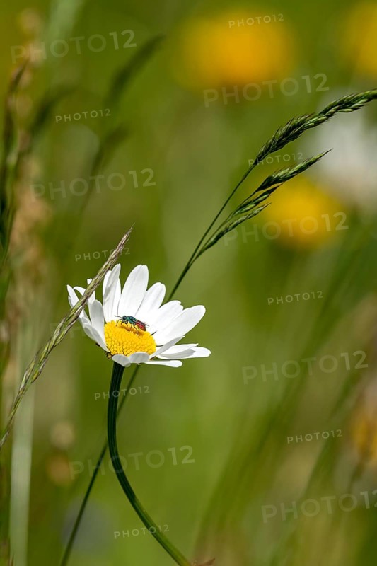 Flowering marguerite (Leucanthemum) with golden wasp (Chrysididae, Chrysura) in a wild, natural flower meadow, Germany, Europe