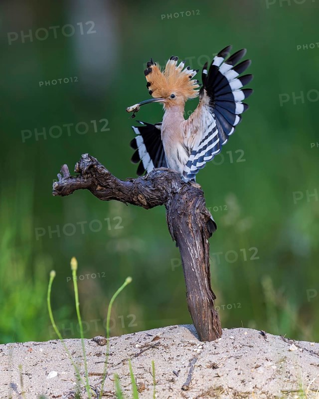 Hoopoe (Upupa epops) with food for the young birds, with beetle larva as prey, adult bird, Bird of the Year 2022, erected cap, grapevine, heathland, sand hill, sand bath, Middle Elbe Biosphere Reserve, Saxony-Anhalt, Germany, Europe
