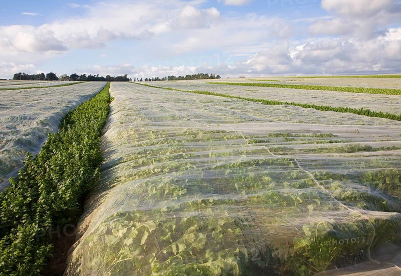 Protective fleece material covering a crop of turnips growing in a farm field, Hollesley, Suffolk, England, United Kingdom, Europe