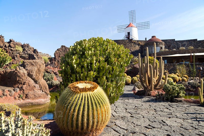 Cactus plants and windmill Jardin de Cactus designed by César Manrique, Guatiza, Lanzarote, Canary Islands, Spain, Europe