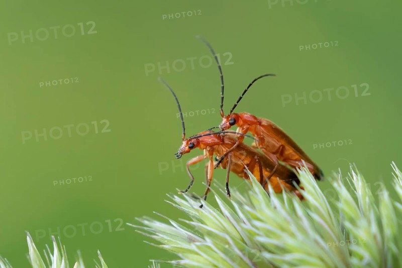 Common red soldier beetle (Rhagonycha fulva) two adult insects mating on a grass flower head, Suffolk, England, United Kingdom, Europe