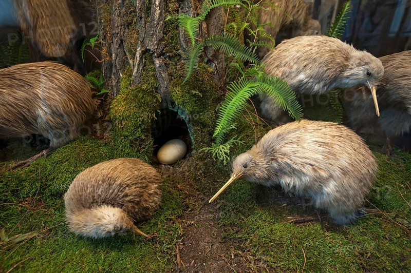 Southern striped kiwi (Apteryx australis) top right, and dwarf kiwi (Apteryx oeni) in front, Natural History Museum, opened 1889, Vienna, Austria, Europe