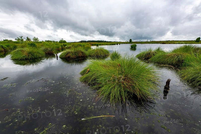 The High Fens, Brackvenn, raised bog in Wallonia, Belgium, on the border with Germany, Europe
