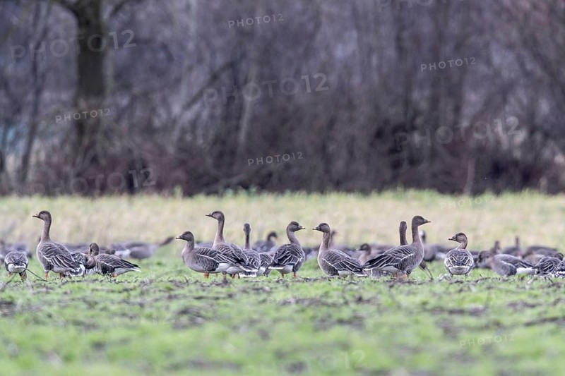 Bean geese (Anser fabalis) and greater white-fronted geese (Anser albifrons), Emsland, Lower Saxony, Germany, Europe