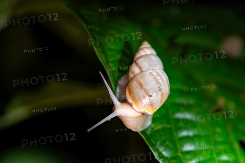 Snail with snail shell (Gastropoda) on a leaf at night in the tropical rainforest, Refugio Nacional de Vida Silvestre Mixto Bosque Alegre, Alajuela province, Costa Rica, Central America
