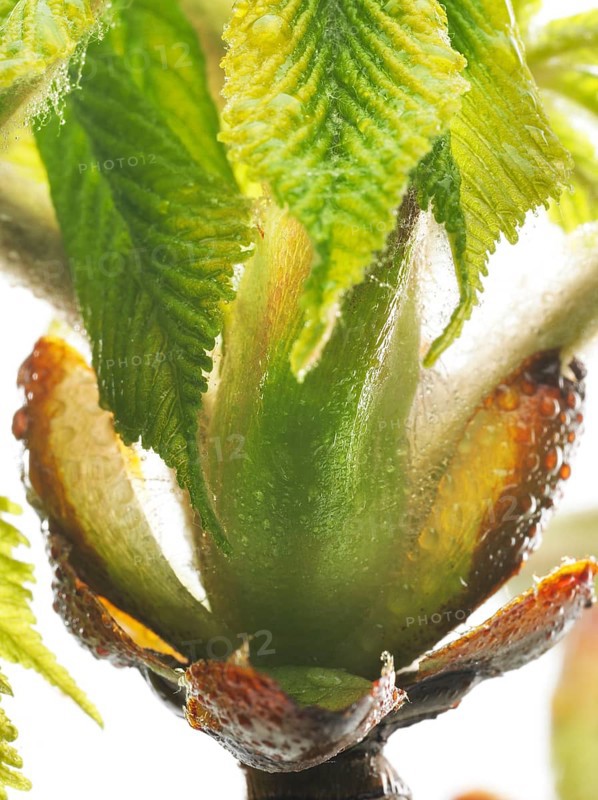 Chestnut, common horse-chestnut (Aesculus hippocastanum), bud with young leaves, resin droplets and fine hairs to protect the young shoots, macro photograph