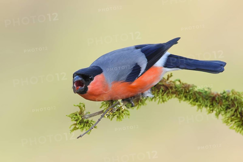 Eurasian bullfinch (Pyrrhula pyrrhula), Aggressive male sitting on a branch covered with moss, Winter feeding site, Siegerland, Animals, Birds, North Rhine-Westphalia, Germany, Europe