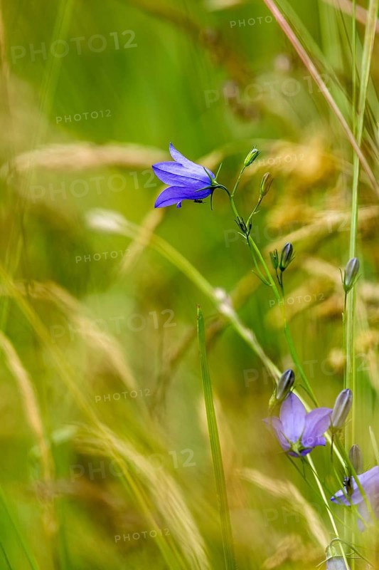 Harebell (Campanula rotundifolia) and grasses in a wild, natural flower meadow, Germany, Europe