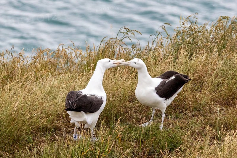 Albatros (Diomedea sanfordi), Taiaroa Head, Otago Peninsula, Neuseeland