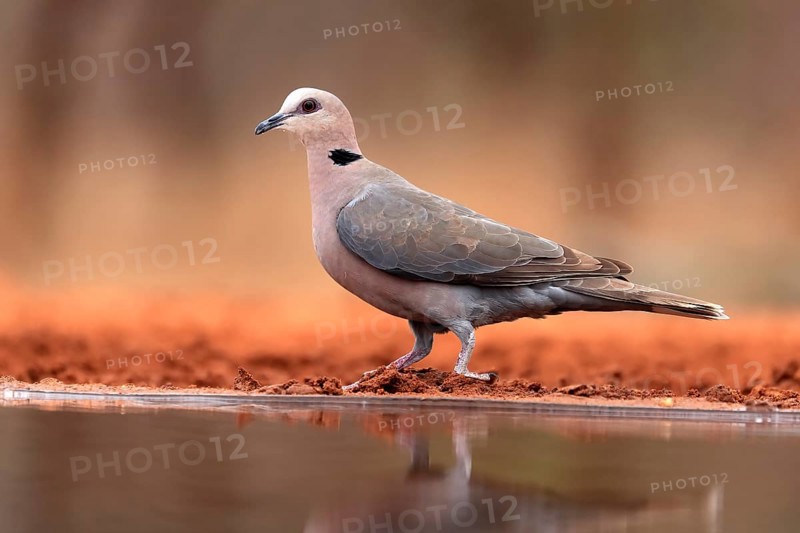 Red-eyed dove (Streptopelia semitorquata), Red-eyed Dove adult, at the water, Kruger National Park, Kruger National Park, Krugerpark, South Africa, Africa