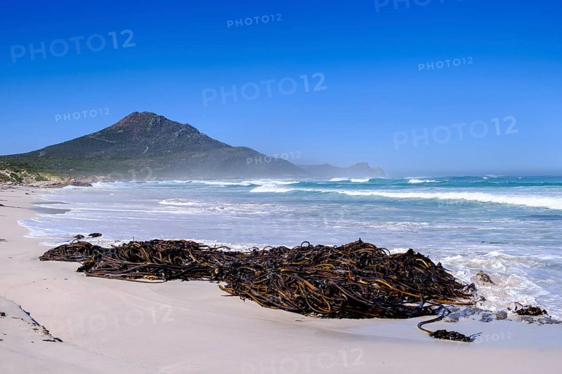 Washed up kelp, Platboom Beach, Cape Point, Cape of Good Hope, Cape Peninsula, Western Cape, South Africa, Africa