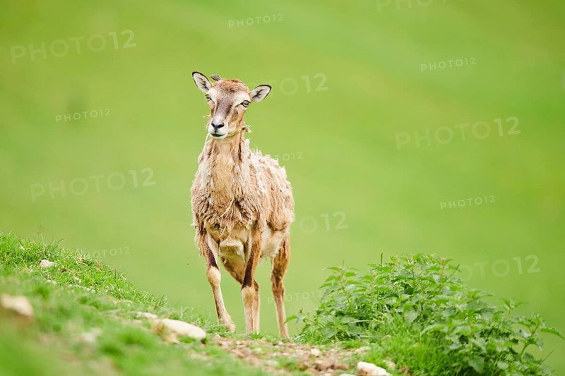 European mouflon (Ovis aries musimon) ewe standing on a meadow, tirol, Kitzbühel, Wildpark Aurach, Austria, Europe