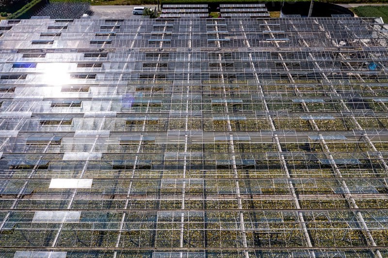 Horticultural business, greenhouse, glasshouse, various types of potted plants are grown here to be sold in flower shops, supermarkets, DIY stores, garden centres, North Rhine-Westphalia, Germany, Europe