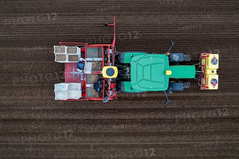 Early potatoes are placed in the soil of the field with a planting machine, Agriculture, Spring