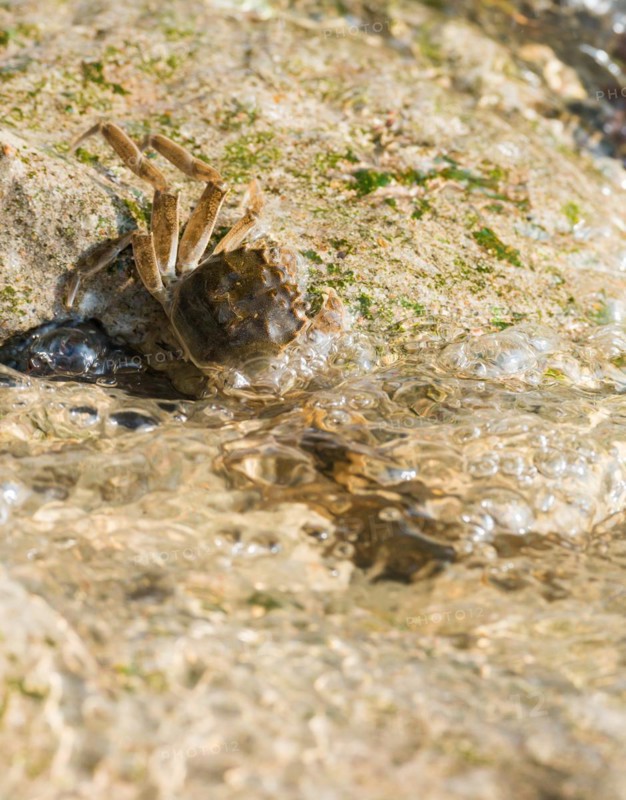 Chinese mitten crab (Eriocheir sinensis), invasive species, neozoon, crab, juvenile clings to the bank stabilisation made of concrete, rocks, flowing, agitated, moving water partially washes around it on its migration upstream, rapids, river, water body, barrage of the Elbe in Geesthacht, Lower Saxony, Schleswig-Holstein, Germany, Europe