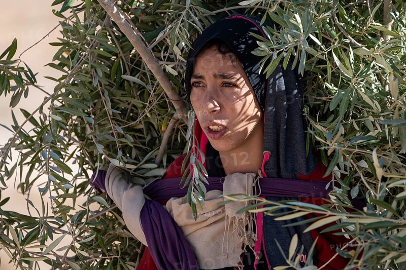 Portrait, Berber woman, traditional clothing, carrying olive branches, Morocco, Africa