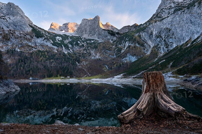 The Hintere Gosausee lake in autumn with a view of the Dachstein mountain range. A tree stump in the foreground. Blue sky, good weather, golden hour. Reflection. Vorderer Gosausee, Gosau, Gosautal, Salzkammergut, Upper Austria, Austria, Europe
