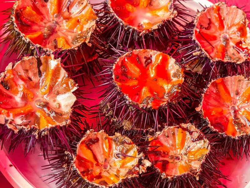 Fresh sea urchin at the historic Catania fish market, Catania, Sicily, Italy, Europe