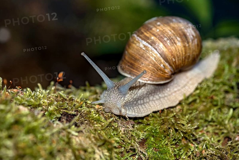 Burgundy snail (Helix pomatia) crawling over moss, Hesse, Germany, Europe