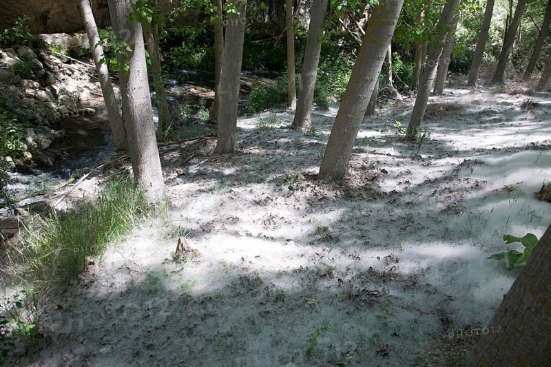 Ground covering of white seeds of the Quaking Aspen tree, Populus tremuloides, Alhama de Granada, Spain, Europe