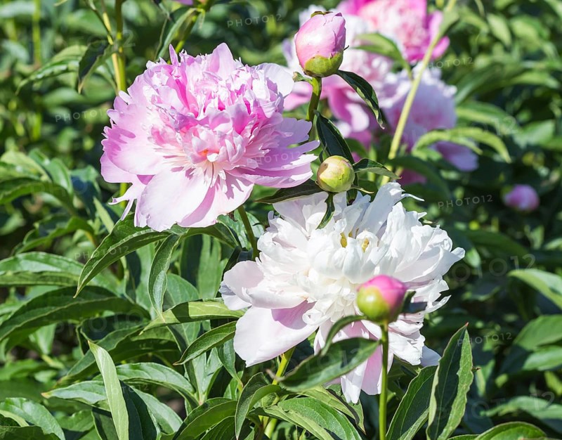Pink peony flower in a botanical garden
