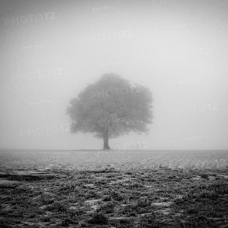 Aubrac plateau. Isolated tree in winter. Lozere department. Occitanie.France