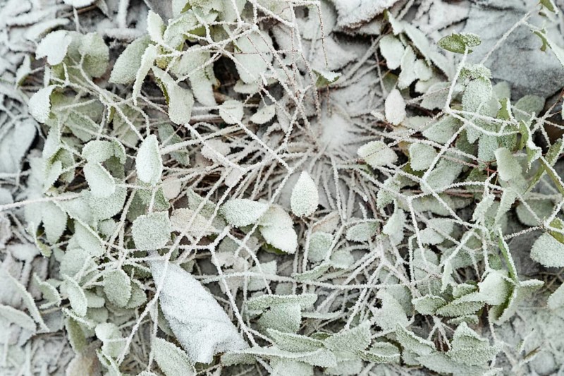 Barrenwort leaves covered with hoarfrost. Abstract floral background, garden and winter concept. Frost texture, close up, flat lay, top view