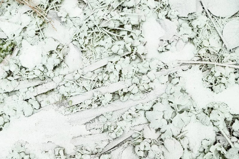 Leaves and grass covered with hoarfrost. Abstract floral background, garden and winter concept. Frost texture, close up, flat lay, top view