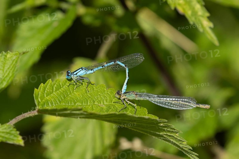 Common blue damselfly (Enallagma cyathigerum) two adult insects mating on a leaf, Suffolk, England, United Kingdom, Europe