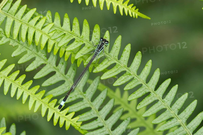 Common blue damselfly (Enallagma cyathigerum) adult insect resting on a Bracken leaf, Suffolk, England, United Kingdom, Europe