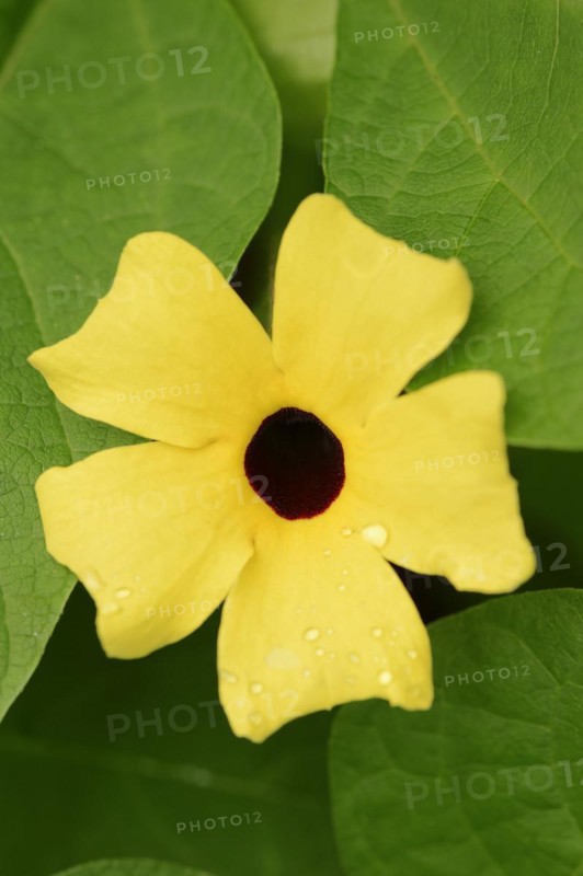Black-eyed susan vine (Thunbergia alata), flower, ornamental plant, North Rhine-Westphalia, Germany, Europe