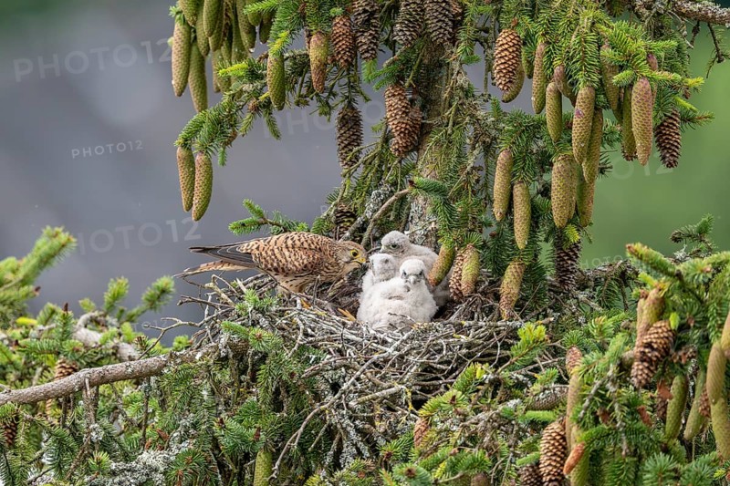 Common kestrel (Falco tinnunculus), female adult bird feeding young birds not yet ready to fly in the nest, Rhineland-Palatinate, Germany, Europe