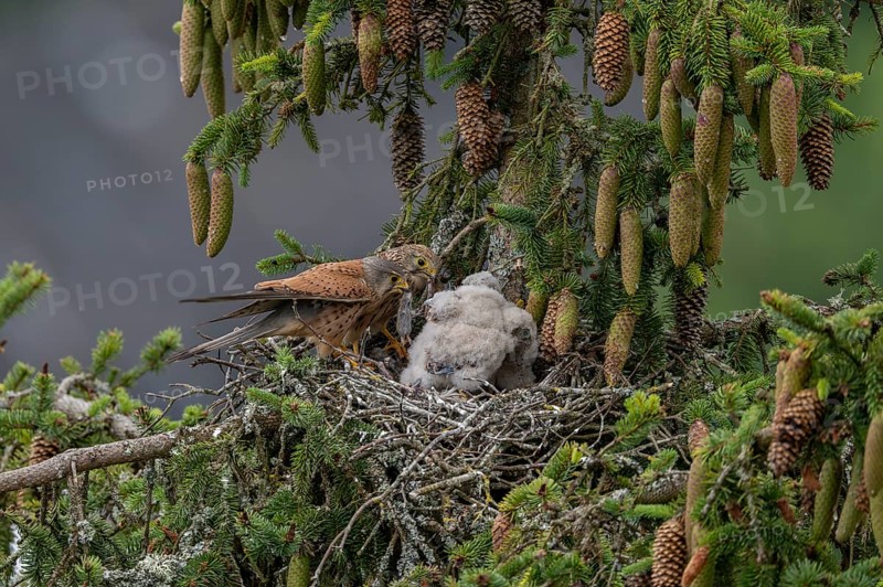 Common kestrel (Falco tinnunculus), female and male adult birds simultaneously bringing mice to the nest of the young birds that are not yet able to fly, Rhineland-Palatinate, Germany, Europe