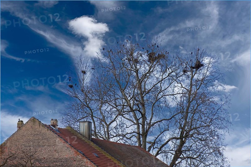 Carrion crows (Corvus corone) nesting in the crown of a plane tree (Platanus), Kitzingen, Lower Franconia, Bavaria, Germany, Europe