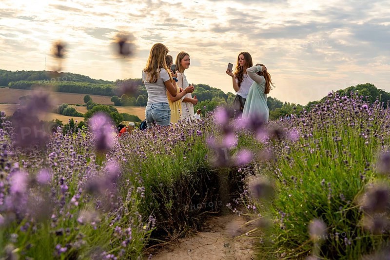 Lavender fields in East Westphalia Lippe, OWL, near the village of Fromhausen, near Detmold, the company Taoasis has been planting organic lavender since 2017 for the production of fragrances, the fields attract many thousands of visitors in summer, North Rhine-Westphalia, Germany, Europe