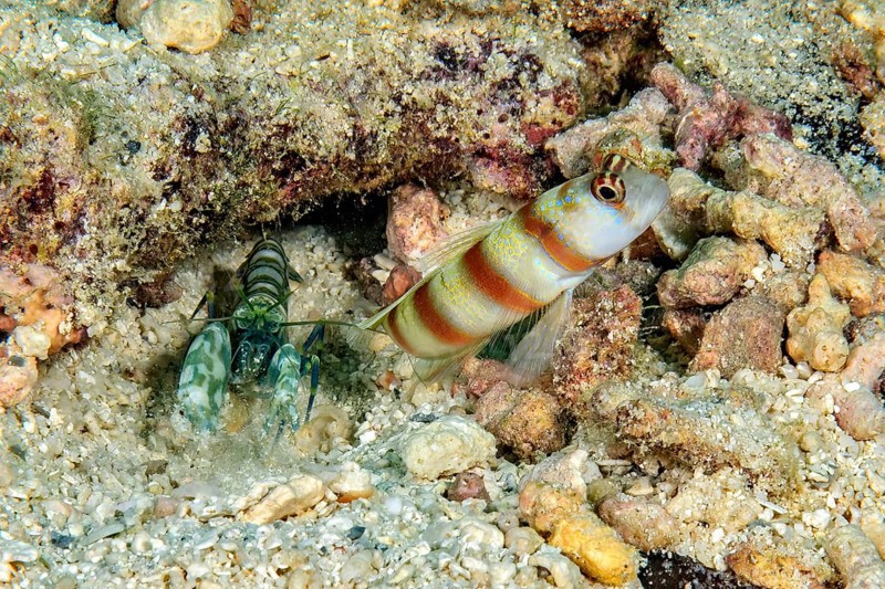 Symbiosis symbiotic behaviour of masked shrimpgoby (Amblyeleotris gymnocephala) synonym (Cryptocentrus sungami) and Proterorhinus marmoratus (Alpheus rapax) goby and partner shrimp in front of burrow in sand on seabed, Pacific Ocean, Yap Island, Yap State, Caroline Islands, Federated States of Micronesia FSM, Australia, Oceania