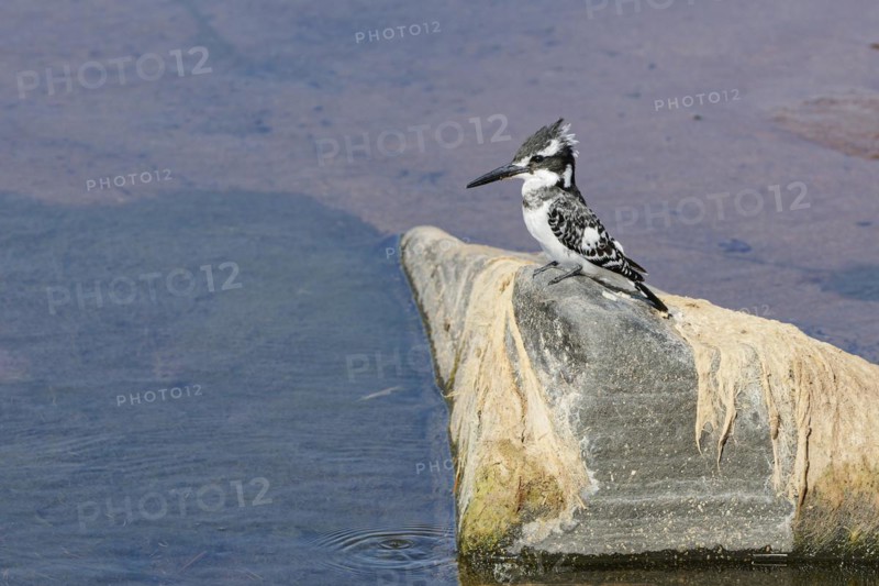 Pied kingfisher (Ceryle rudis), female, sitting on a rock, Olifants River, Kruger National Park, South Africa, Africa