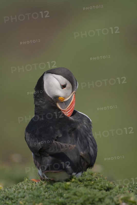 Atlantic puffin (Fratercula arctica) adult bird preening its wings on a cliff top, Skomer island, Wales, United Kingdom, Europe