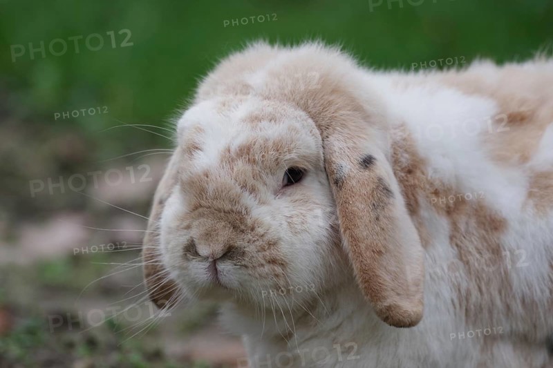 Bunny, ram rabbit (Oryctolagus cuniculus domesticus), close-up, head, ears, breed, rabbit, pet, cute, portrait of a ram rabbit with its typical floppy ears