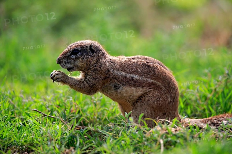 Cape ground squirrel (Xerus inauris), adult, alert, feeding, Mountain Zebra National Park, Eastern Cape, South Africa, Africa