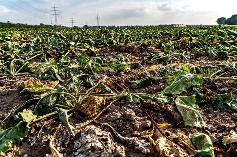 Field with withered plants, sugar beet that did not survive the long drought, low rainfall summer season, near Minden, North Rhine-Westphalia, Germany, Europe