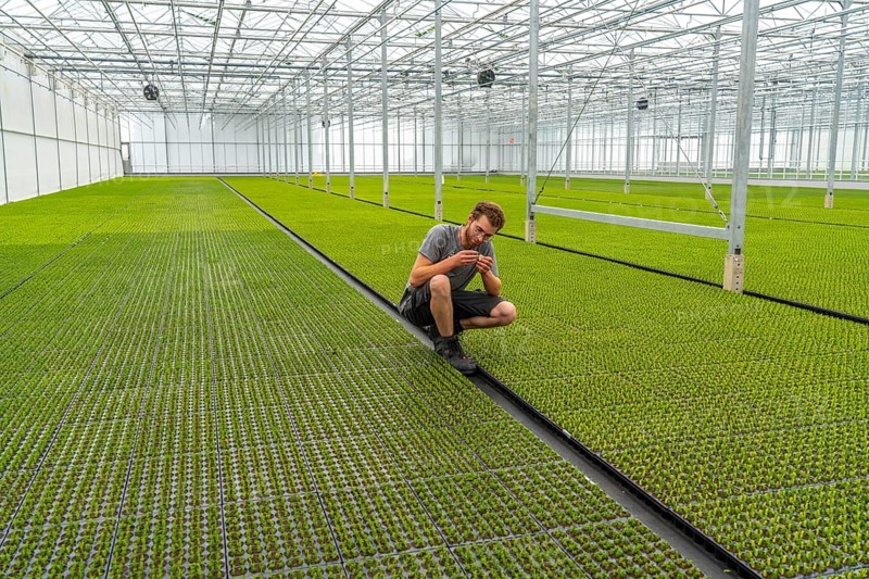 Garden nursery, cuttings, heather, broom heather plants, Calluna vulgaris, in the propagation house, here the plants grow in high humidity to develop their own roots in front of they are repotted to grow into a lavender pot plant, North Rhine-Westphalia, Germany, Europe