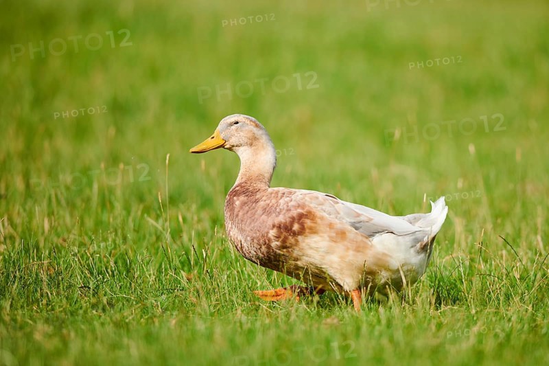 Domestic duck (Anas platyrhynchos domesticus) walking on a meadow, Wildpark Aurach Kitzbühel, Tirol, Austria, Europe