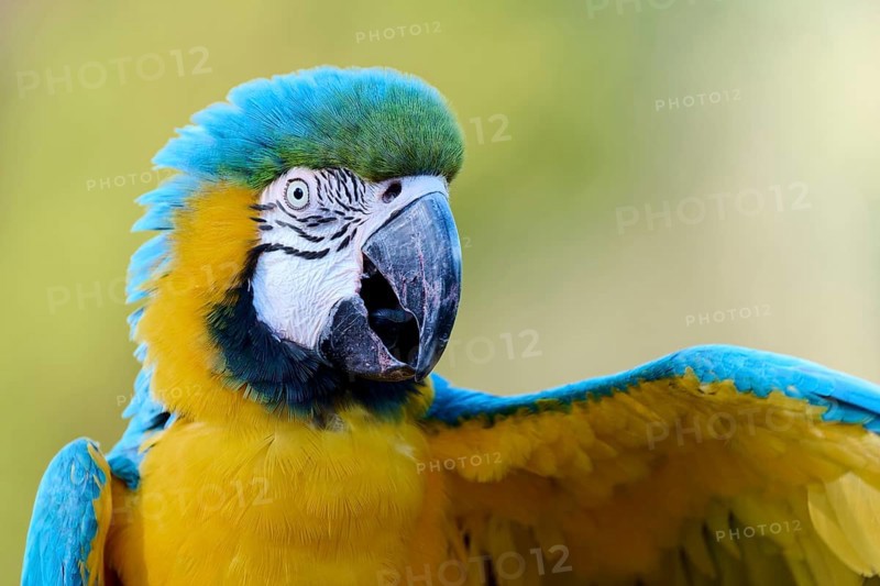 Blue and yellow macaw (Ara ararauna), captive, Lower Saxony, Germany, Europe