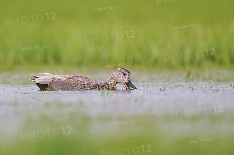 Gadwall (Mareca strepera) male, male Gadwall, Lower Saxony, Germany, Europe