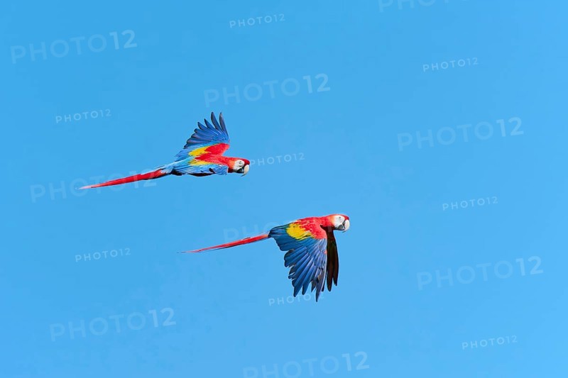 Scarlet Macaw (Ara macao) in flight, captive, Lower Saxony, Germany, Europe