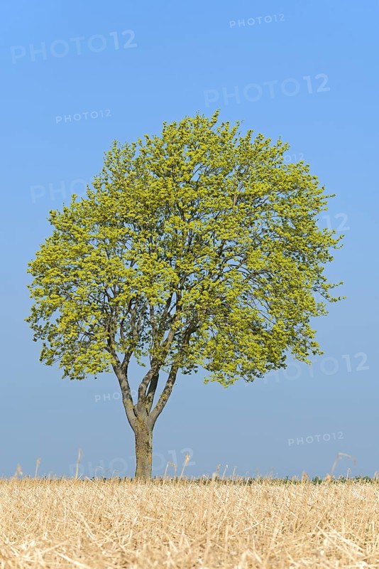 Solitary tree, maple (Acer) blossoms in early spring, North Rhine-Westphalia, Germany, Europe